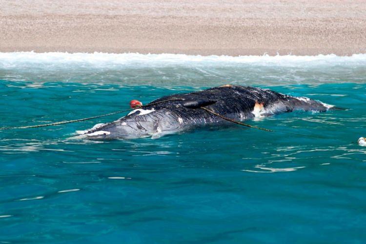 <p>Fethiye ilçesi Ölüdeniz Mahallesi Kıdrak Koyu kıyısında ölü balina olduğunu fark edenler, durumu yetkililere bildirdi.</p>
