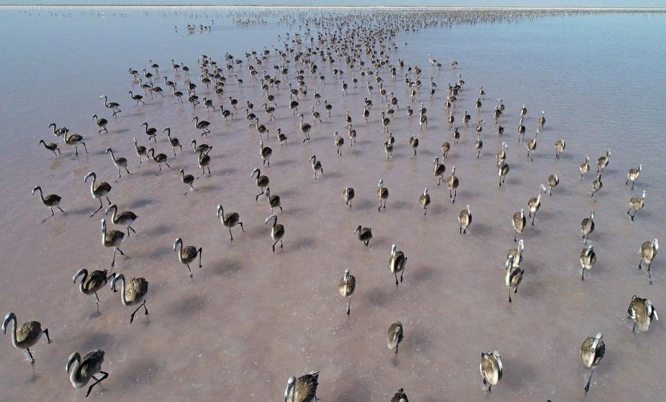 <p>Dünyada flamingoların kuluçkaya yattığı en önemli sulak alanlar arasında bulunan Tuz Gölü'nde, kuluçkadan çıkan on binlerce yavru, adeta görsel şölen oluşturdu.</p>
