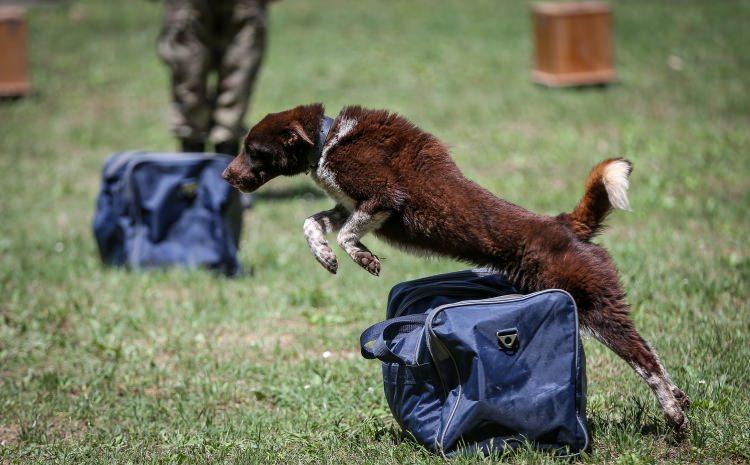 <p>Bursa'nın Gemlik ilçesindeki Köpek Üretim ve Eğitim Tabur Komutanlığında 2016 yılında başlatılan projeyle, genellikle Trabzon'da av ve çoban köpeği olarak kullanılan yerli ırk zerdavanın, askeri alanda eğitilmesine karar verildi.</p>
