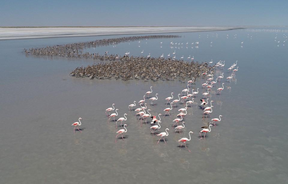 <p>"Bu yıl yağışlar açısından iyi geçti"</p>
<p>Balkız, göldeki su durumuna göre kuluçkaya yatan flamingo sayısının yıllara göre değişim gösterdiğini vurgulayarak, "Tuz Gölü'nde flamingoların üreme başarısı büyük oranda gölün su seviyesine bağlı. </p>