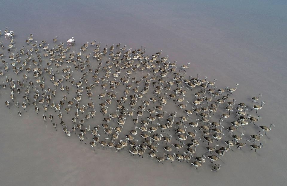 <p>Tuz Gölü'nün güneyinde kuluçkadan çıkan binlerce flamingo yavrusu, el değmemiş doğasıyla dikkati çeken bölgeyi adeta "flamingo cenneti"ne dönüştürdü.</p>
<p> </p>