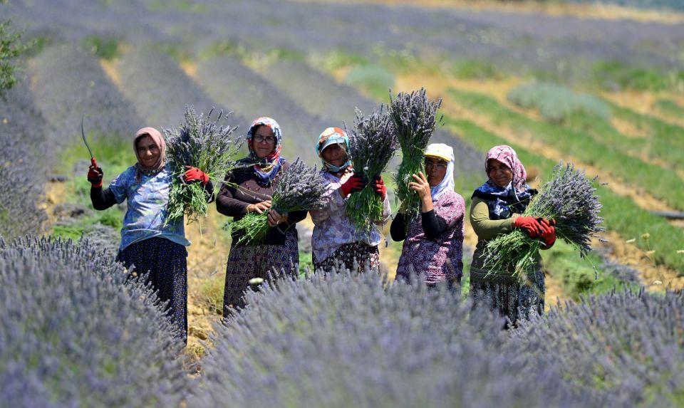 <p>Doğru cinsi bulduk, bunun burada yetişip yetişemeyeceğini saptamak için deneme üretimi yaptık. En son aşamada artık yeni tarlanın fidelerini kendimiz ürettik. Şu anda 30 dekar lavantamız var, bunların 20 dekarı çiçeklenecek yaşta. Amacımız bu alanda 100 dekar lavantaya ulaşmak. Bu bizim kısa vadeli amacımız ama asıl amacımız adada lavantanın yaygınlaşması, üretilir hale gelmesi. </p>