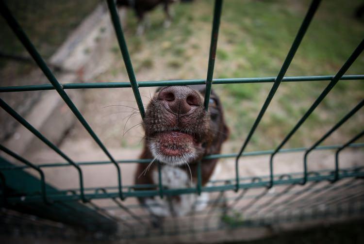 <p>Alınan ilk yavruların ardından eğitimleri 2018'de tamamlanan köpeklerden olumlu sonuçlar alınınca, ilk kez bir Türk ırkı köpek, mayın, bomba, narkotik madde arama ve canlı kurtarma köpeği olarak kullanılmaya başlandı ve görev yerlerine sevk edildi.</p>
