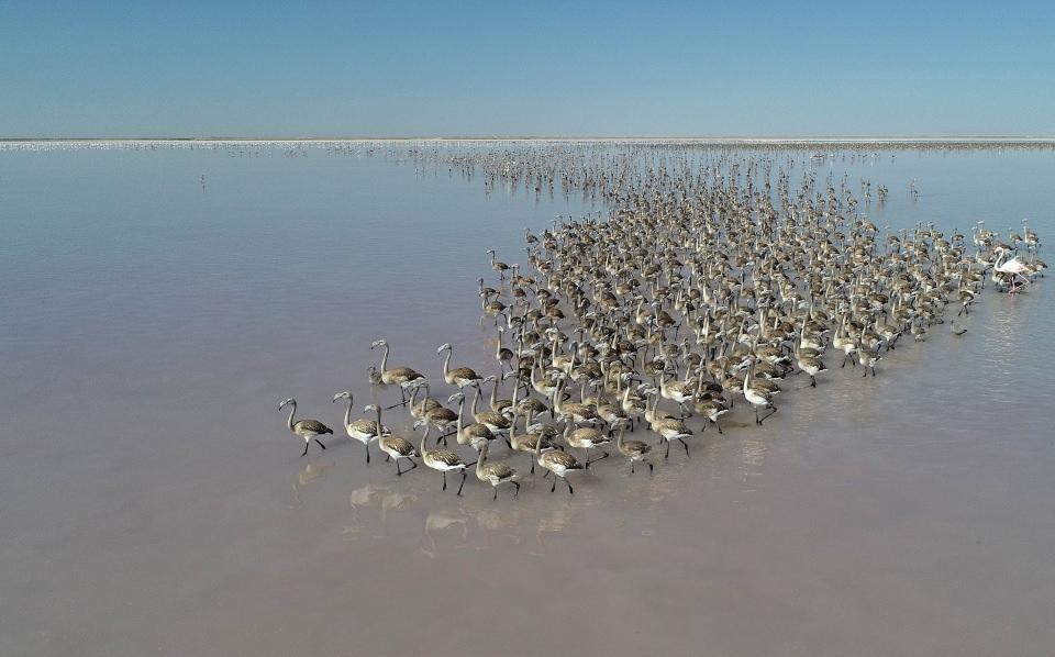<p>Anadolu'da bozkırın ortasında yer alan Tuz Gölü'ne her yıl on binlerce flamingo gelirken, göl flamingolar için beslenme, kuluçka ve kreş imkanı sunuyor.</p>

<p> </p>
