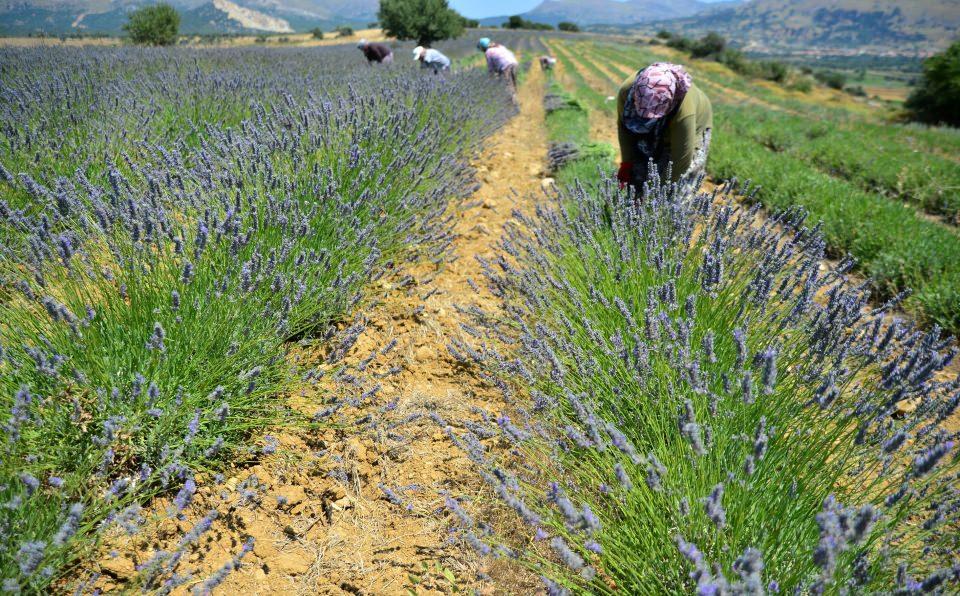 <p><strong>"Gökçeada farklı bir unvana daha kavuşuyor"</strong><br />
<br />
Gökçeada Belediye Başkanı Ünal Çetin de yıllardır Kuzey Ege'nin en önemli turizm destinasyonlarından biri olan adanın, lavanta üretiminin yaygınlaştırılmasıyla farklı bir unvana kavuşacağını ifade etti. </p>