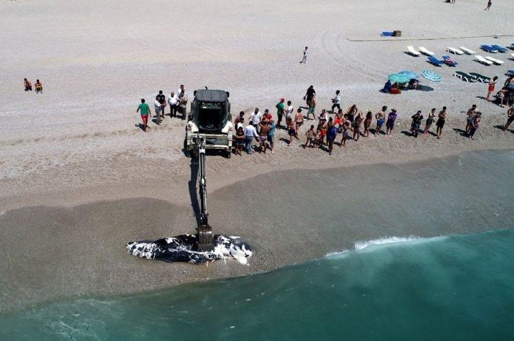<p>Fethiye Belediyesine ait kepçe yardımıyla kamyonete yüklenen 3 metre uzunluğundaki balina, gömülmek üzere boş bir alana götürüldü.</p>
