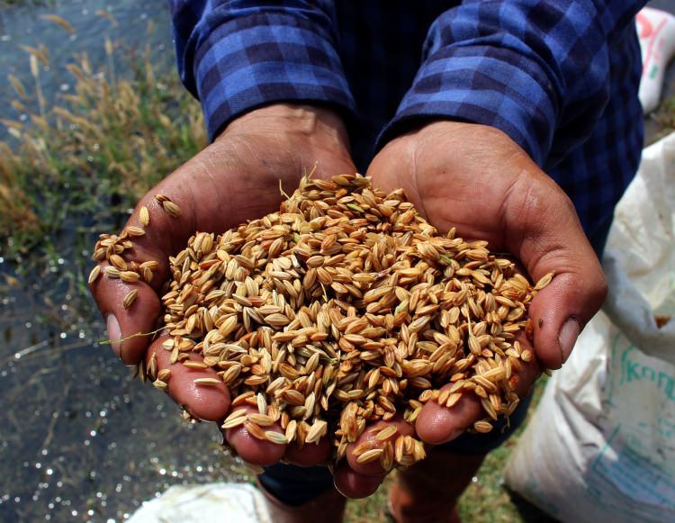 <p>Üreticiler, şafak vakti sulak alanlara giderek boyunlarına astıkları çuvallardaki tohumları toprağa saçıyor. Tarladan sofraya uzanan üretim aşamasının ilk adımı tohum ekimiyle çiftçilerin meşakkatli dönemi de başlıyor.</p>

<p> </p>
