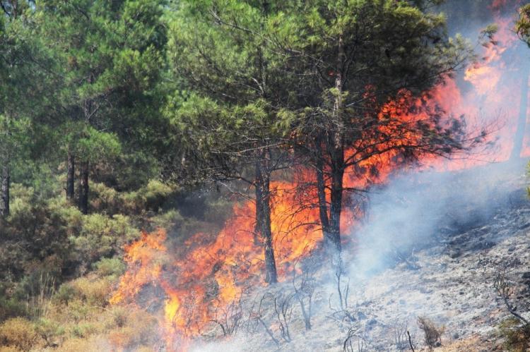 <p>Dün öğleden sonradan bu yana yangından yangına koşan orman ve itfaiye ekipleri kısa sürede yangına müdahale etti. Yangını kontrol altına alma çalışmaları havadan ve karadan yoğun bir şekilde devam ediyor.</p>
