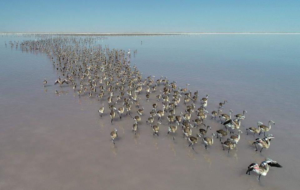 <p>Türkiye'de allı turna adıyla bilinen flamingoların yaşamlarındaki en önemli durak, tuzlu sulak alanlar. Akdeniz havzası içindeki en önemli kuluçka alanlarının birisi de Tuz Gölü. Üreme alanında çok seçici olan flamingolar, Akdeniz Havzası'nda özellikle, Aksaray'ın Eskil ilçesi sınırlarında yer alan Tuz Gölü'nün güneyini seçiyor.</p>

<p> </p>
