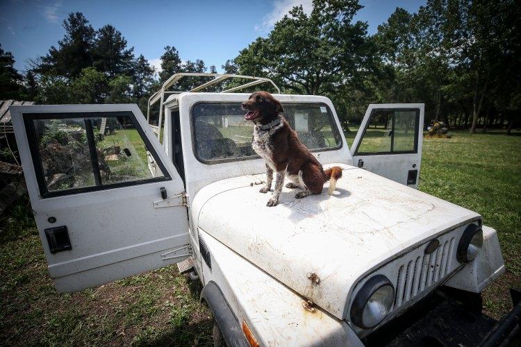 <p>"Bu özellikler göz önüne alındığında askeri maksatlı kullanılabileceği değerlendirilerek 2016 yılında ilk damızlık köpekler alındı. Bu köpeklerden alınan yavrular da Kara Kuvvetleri bünyesindeki projeyle mayın, bomba, narkotik ve takip ile arama branşlarında denenmeye başlanarak, buradan alınan olumlu sonuçlarla 2018 yılında kıtalara sevk edildi ve göreve gönderildiler. İlerleyen dönemlerde de harekat bölgelerinden de olumlu sonuçlar alacağımızı bekliyoruz. </p>
