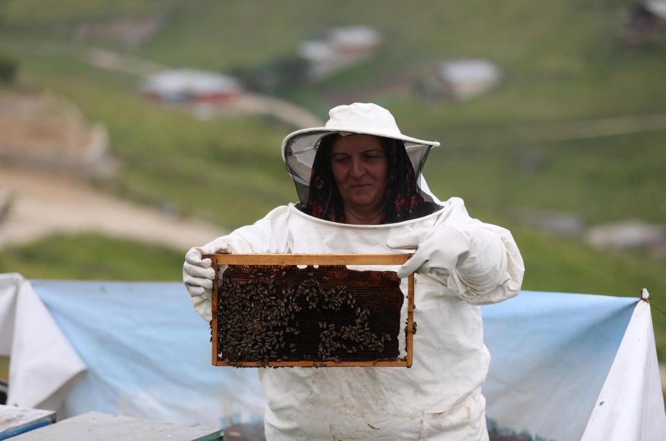<p>Anzer balı &uuml;retebilmek amacıyla her yıl haziran ayı i&ccedil;erisinde y&uuml;z aile, yaklaşık 2 bin 500 kovanla g&uuml;neşlenme oranına g&ouml;re yaylaya yerleştiriliyor.</p>

<p>&nbsp;</p>
