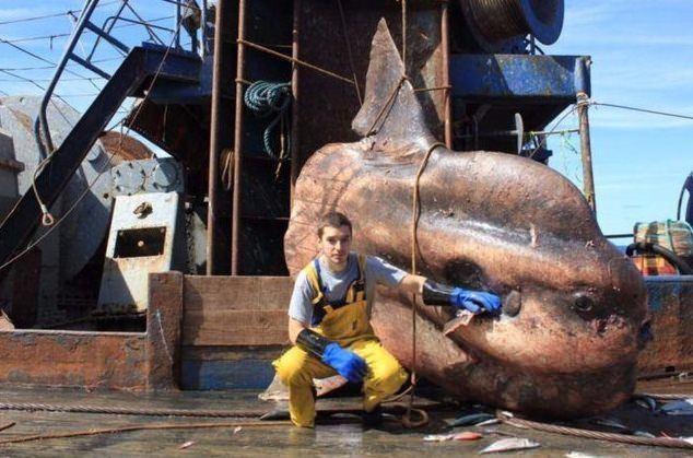<p>Rusya'nın Murmansk kentinden bir denizci, dünyayla ilginç fotoğraflar paylaşıyor. Denizci, balık avlamak için çok çalışıyor ve denizdeki tuhaf balıkları yakalıyor. İşte muhtemelen daha önce görmediğiniz korkunç balıklar</p>
