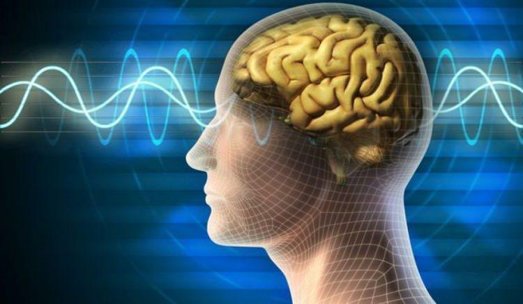 <p>Beynin güçlenmesi hafızanın artmasına unutkanlık hastalığına ise yakalanma oranını azaltır. Bunun içinde beyinde bulunan vitamin ve mineralleri artırmaktan geçer. Uzmanlar özellikle bazı besinlerin beyin konsantre ve ezber gücünü artırdığını vurguluyor. Peki unutkanlığı azaltan hafızayı güçlendiren besinler nelerdir? Sizler için bu besinleri araştırdık. </p>
