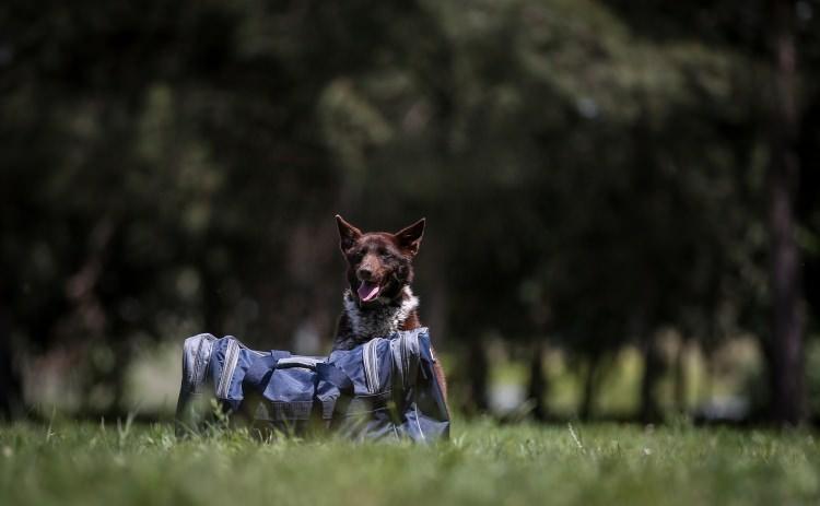 <p>Köpek Üretim ve Bakım Bölük Komutanı Veteriner Üsteğmen Zafer Şafak da bu merkezde Türk çoban, Kars çoban, Malaklı çoban, Akbaş, Türk tazısı ve zerdava ırkında köpeklerin yetiştirildiğini söyledi.</p>