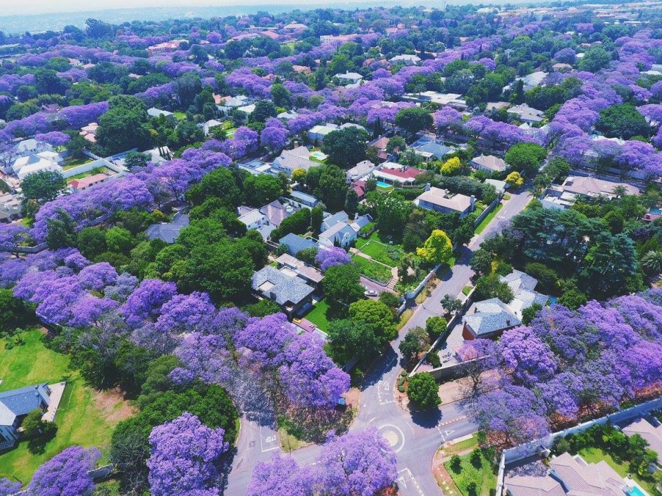 <p>Ferahlığı hissedebiliyorsunuz değil mi?</p>
<p>Avustralya / Jacaranda Park</p>