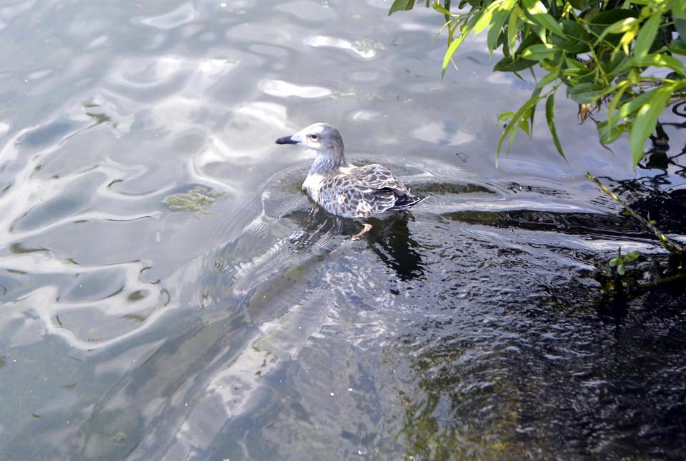 <p>Ardahan'a 45 kilometre uzaklıkta bulunan ve kış mevsiminde Eskimo usul&uuml; balık avcılığı ile atlı kızak gezintisinin yapıldığı &Ccedil;ıldır G&ouml;l&uuml;, her mevsim farklı g&uuml;zellikleriyle ziyaret&ccedil;ilerini hayran bırakıyor.</p>

<p>&nbsp;</p>
