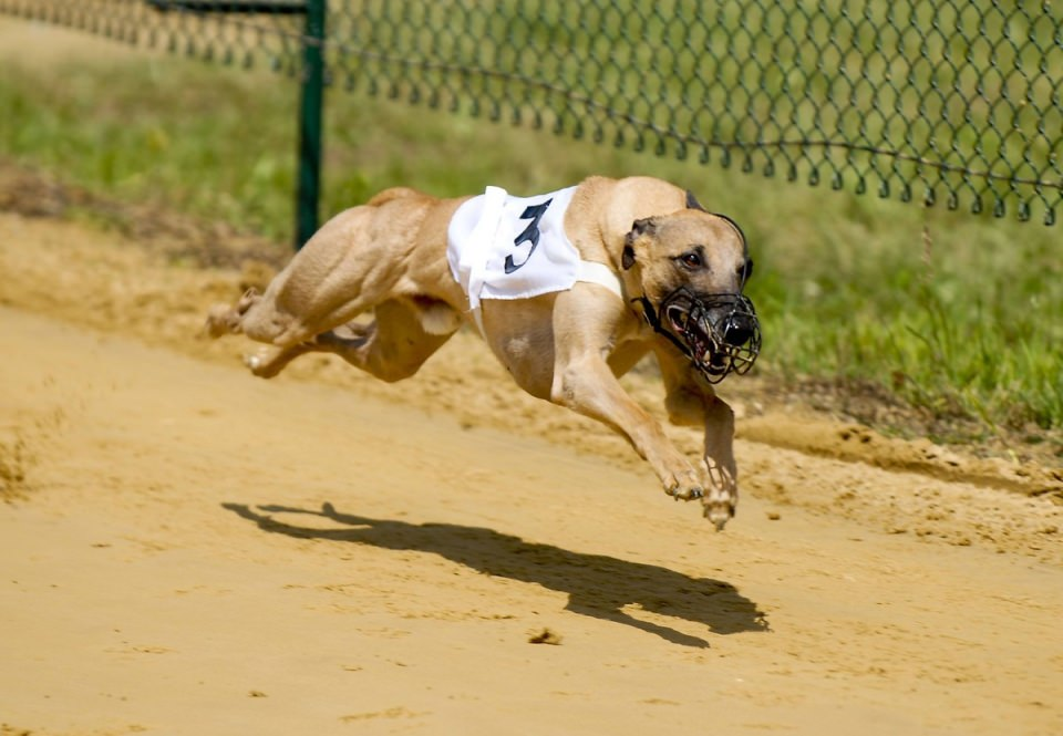 <p><strong>Tazı</strong><br />
<br />
Tazı grubunun en çok bilinen üyesi, İngiliz tazısı greyhound. Yaşayan en hızlı köpek olan greyhoundlar 72 km/sa sürate ulaşabilirler.[</p>

<p> </p>
