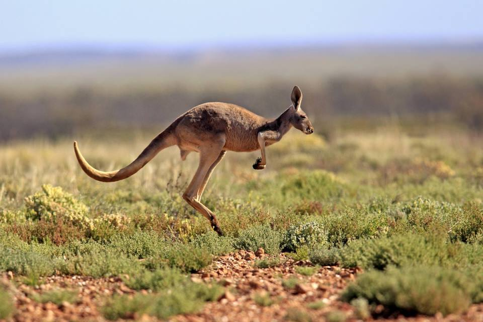 <p><strong>Kanguru</strong><br />
<br />
Kangurular saatte 71 kilometre hıza ulaşabiliyor.</p>

<p> </p>
