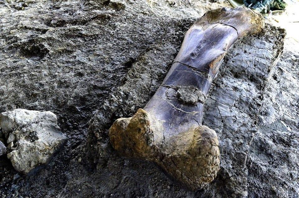 <p>Boyları 18 ile 34 metre arasındaki dinozorların ortalama ağırlığı 100 tondu.</p>

<p> </p>
