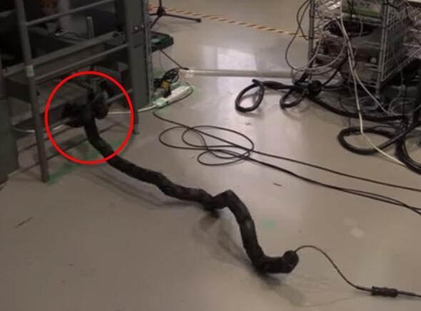 <p>Yılan şeklinde olan bu robot diğer hiçbir robotun yapamadığı bir 'şey'i yapıyor.</p>

<p> </p>
