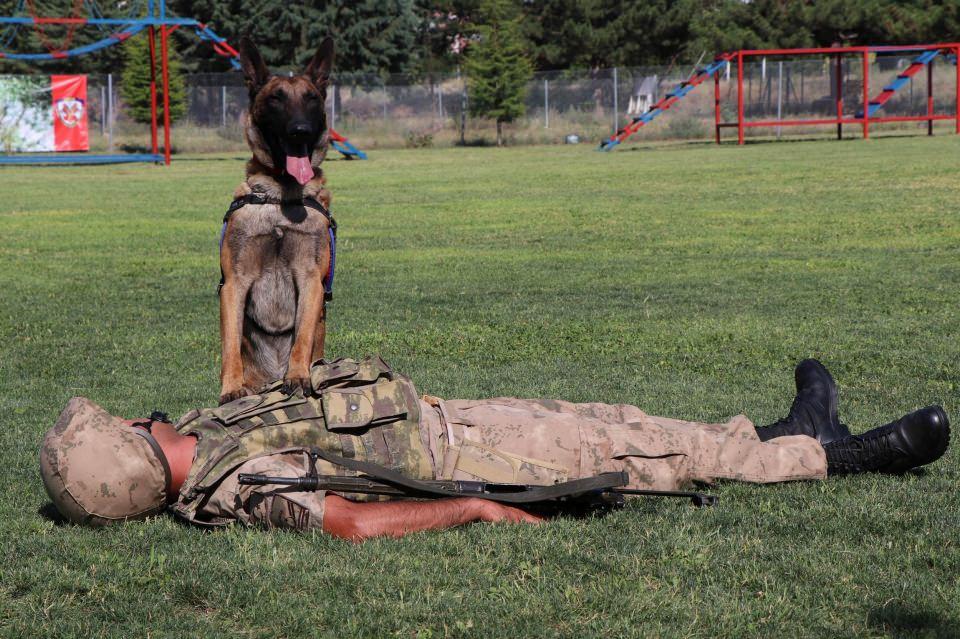 <div>Dost isimli köpek ise eğiticisi ile birlikte komando dansı yapmasının yanı sıra şınav çekiyor ve eğiticisine mekik çekerken yardımcı oluyor. </div>
<div> </div>