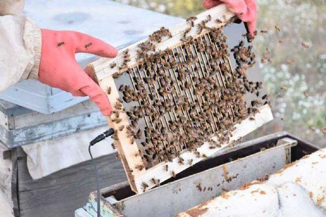 <p>Birçok hastalığın tedavisinde ve kozmetik ürünlerinde ham madde olarak kullanılan arı zehrinin gramını 500 liradan, kilosunu ise 500 bin liradan satışa çıkartıyor.</p>