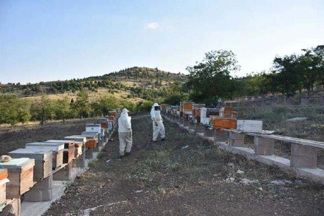 <p>Payar açıklamasını şöyle tamamladı: '6 kovan arıdan denedik 2 gram zehir çıktı. Tarlacı arılar akşam içeride olduğu zaman verim 2'ye katlayacağını eminim. Biraz sonra bunun nasıl alındığını göstereceğiz. <br />
Bu genelde apiterapi tedavisinde, kozmetik alanda ve ilaç sanayisinde kullanılıyor. Gram fiyatı 400-500 Türk Lirası olarak değişiyor.'</p>
