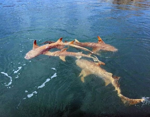 <p>Tam oltalarını atacakken dev bir timsah ile köpek balığının teknelerine çok yakın bir yerde karşı karşıya geldiklerini gördüler.<br />
 </p>
