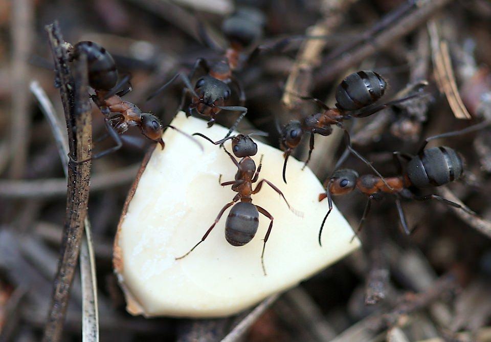 <p>&Ccedil;atacık Ormanlarında yoğunlukla bulunan bilimsel adı "Formica rufa" olan kırmızı orman karıncaları, toprağın 1 ila 2 metre derinliklerinde barınıyor.</p>

<p>&nbsp;</p>
