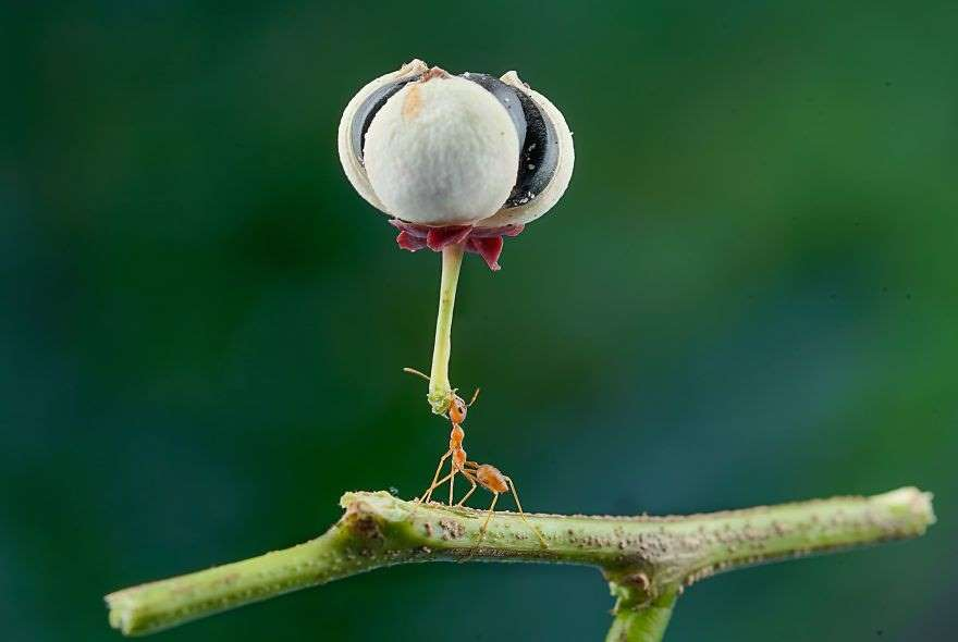 <p>Acıkmak (Endonezya)</p>
