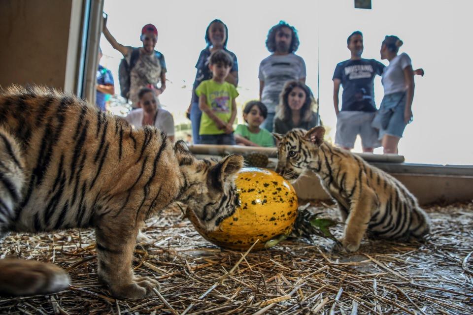 <p>Aslan, Sibirya kaplanı, Bengal kaplanı, karakulak, vaşak, puma, siyah leopar gibi 13 türden canlıya ev sahipliği yapan Aslan Park'ta, 29 Temmuz Dünya Kaplan Günü kutlanıyor. 2 Bengal kaplanı, 2 Sibirya kaplanı ve 3 yavru Bengal kaplanına, kutlamalar kapsamında sevdikleri yiyecekler ve oyuncaklar veriliyor.</p>