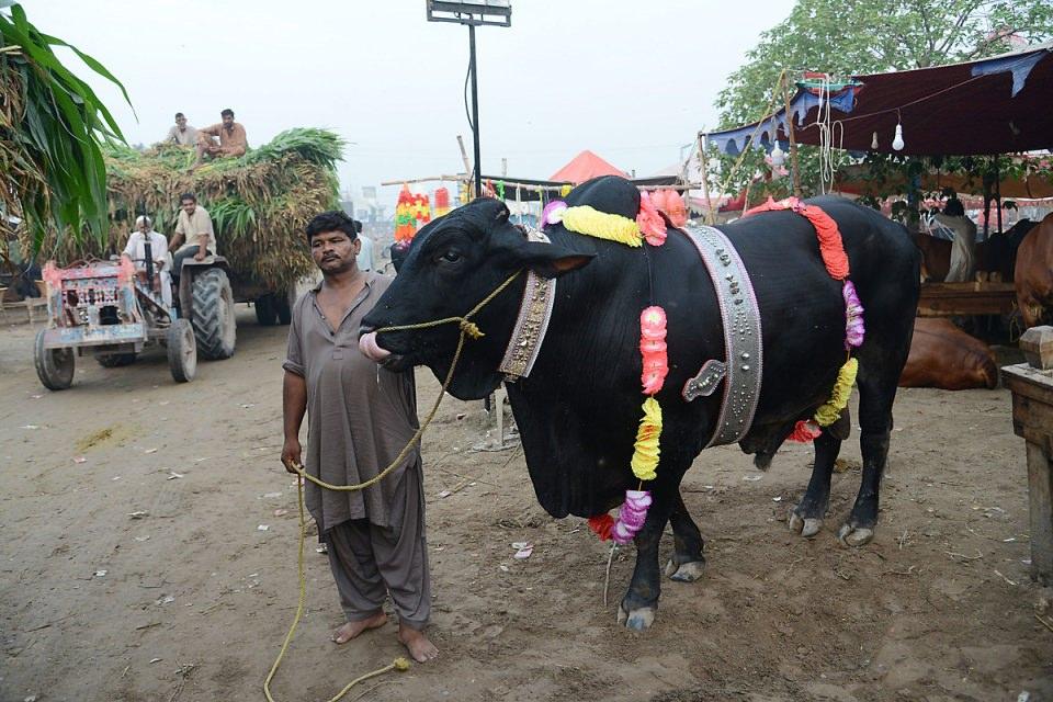<p>Lahor, Pakistan</p>
