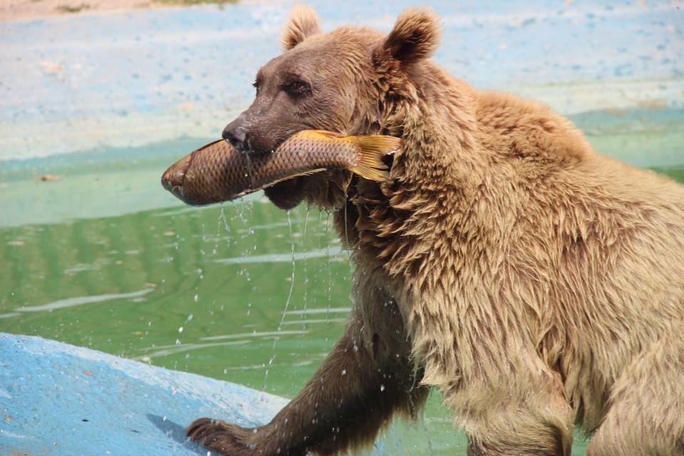 <p>Konya’nın tek hayvanat bahçesi olan Karatay Belediyesi Hayvanat Bahçesinde bulunan hayvanlar sıcak havalarda rahat etmeleri için kafeslerine yerleştirilen atomizerli fıskiyeler ile serinletilirken, bazı hayvanlara ise buzlu kokteyl keyfi yaptırılıyor. </p>

