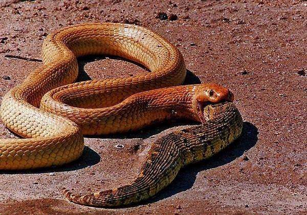 <p>Heyman Bir cobra yılanının su birikintilerinin içinde yakaladığı başka bir yılanı yutma anlarını işte böyle görüntüledi...Tam 52 dakika sonra ise avlanan yılandan geriye hiçbir şey kalmadı.</p>
