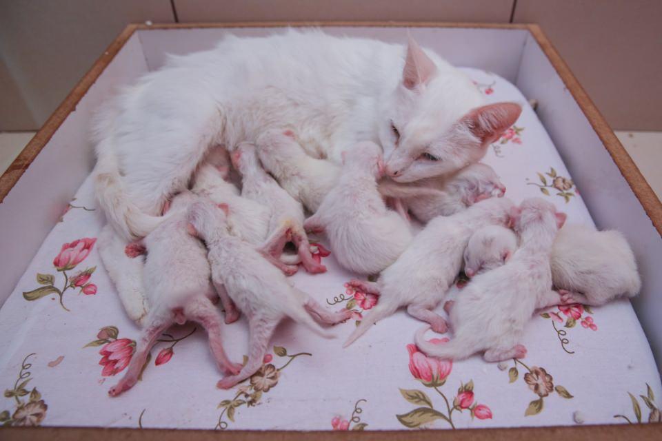 <p> Van Yüzüncü Yıl Üniversitesi (YYÜ) Van Kedisi Araştırma ve Uygulama Merkezinde koruma altında tutulan Van kedisi "Nazlı", tek seferde 10 yavru doğurdu.</p>
