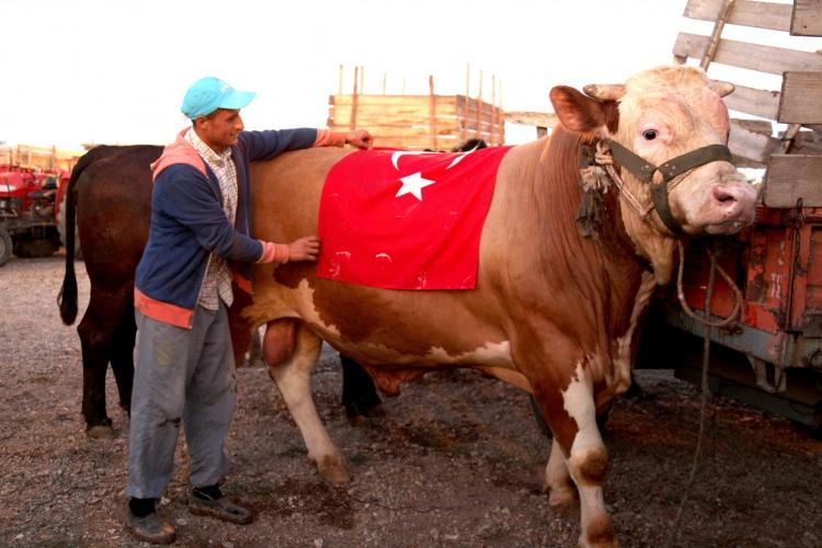 <p>Her sene kurbanlık için büyükbaş hayvan yetiştirdiğini ifade eden Keyvan, boğasının bu civardaki en babayiğit boğa olduğu için bu ismi koyduğunu ifade etti. </p>

<p> </p>
