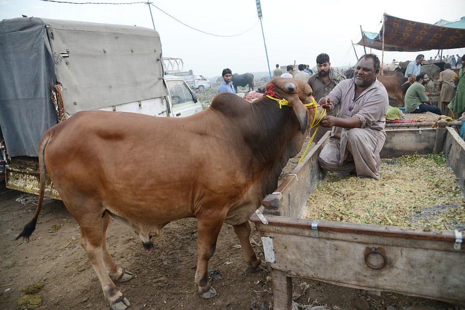 <p>Lahor, Pakistan</p>
