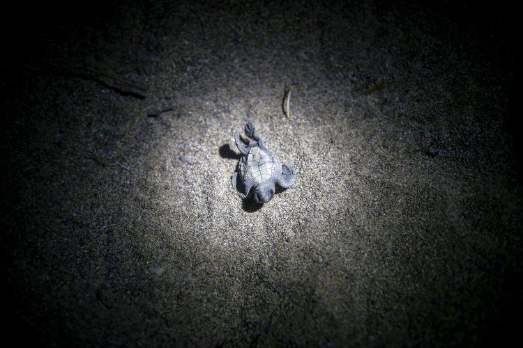 <p>İlçede faaliyet gösteren Çıralı Kıyı Koruma Koordinasyon Komisyonunca, Çıralı sahiline gelen kaplumbağalar, yavruları ve yumurtalarının korunması amacıyla iki yıl önce özel bir ekip oluşturuldu.</p>

<p> </p>
