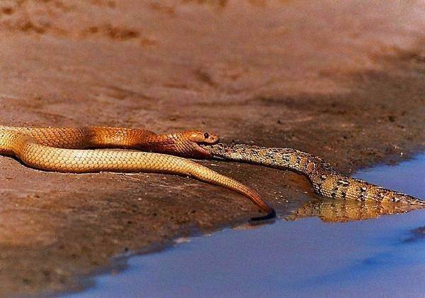 <p>Fotoğrafçı Piet Heymans Afrika doğal parklarından birinde uzunluğu 5 metreye kadar çıkan, kemirgen, kertenkele, leş ve yılanla beslenen bir kobra yılanının av sahnesine şahit oldu...</p>

<p> </p>
