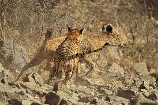 <p>Ranthambore Ulusal Parkı'nda bir kaplanı takip eden sanatçı sabırla hayvanı gözledi.</p>
