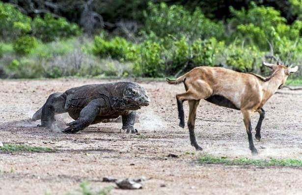 <p>Avcılık yetenekleriyle ünlü olan bu hayvanlar, dünyanın en tehlikeli canlıları arasında...</p>
