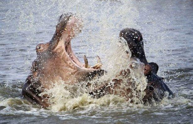 <p>İki su aygırının Güney Afrika’daki Kruger Ulusal Parkı’ndaki kavgası kameralara böyle yakalandı...</p>
