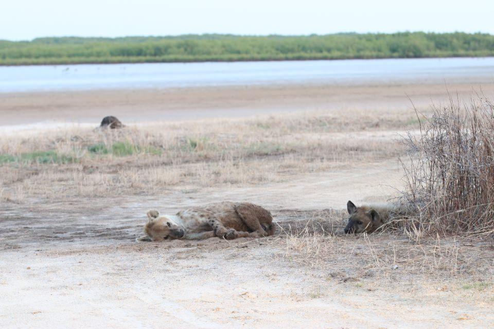 <p><strong>Sine Saloum Krallığı</strong></p>

<p>Senegal'in etnik topluluklarından Serer kabilesine ait Sine ile Saloum krallıklarının da 15'inci yüzyılda burada kurulması bölgenin önemini daha da arttırıyor. </p>

<p>Krallık daha sonra 19'uncu yüzyılda Fransız sömürge güçlerinin bölgeye gelmesiyle son buldu.</p>

<p>Afrika'yı sömürmek için gelen Batılılar aynı zamanda stratejik konumundan dolayı Saloum adalarını pusula olarak kullanıyordu.</p>

<p>Deltadaki kral mezarları, "kabilenin tarihini ve geleneklerini kuşaktan kuşağa aktaran kişi" olarak tanımlanan sözlü tarihçileri "griot"ların mezarları Saloum Deltası'na ekonomik ve turistik öneminin yanı sıra tarihi değer de katıyor.</p>

