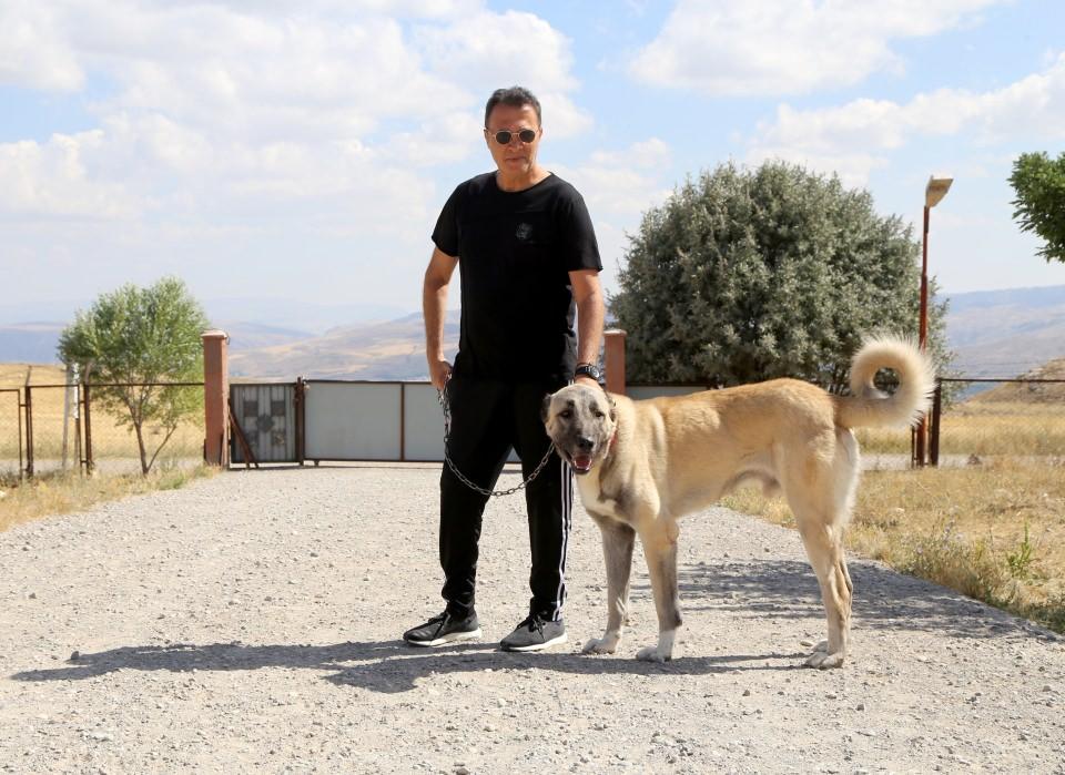 <p>Beşiktaş Kulübü Başkanı Fikret Orman, Sivas'ta iri vücut yapısı, kafa şekli ve heybetli görünümü dolayısıyla ''Anadolu aslanı'' olarak adlandıran dünyaca ünlü Kangal köpeklerini sevdi. </p>
