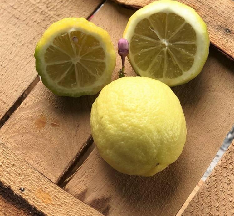 <p><span style="color:#B22222"><strong>LİMON</strong></span></p>

<p>C vitamini bakımından zengin olan limon, vücudun ihtiyacının yüzde 70'ini kolaylıkla karşılar. C vitamini toksin arındıran doğal bir ilaçtır.  </p>
