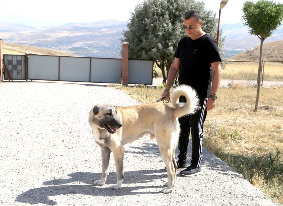 <p>Beşiktaş'ın bu akşam Süper Lig'de Demir Grup Sivasspor ile yapacağı karşılaşma için Sivas'ta bulunan Orman, kente yaklaşık 10 kilometre mesafede 2 bin rakımlı Meraküm Tepesi'ndeki İl Özel İdaresi İç Anadolu Seçkin Irk Kangal Köpeği Eğitim ve Üretim Merkezi'ni ziyaret etti. </p>

<p> </p>

