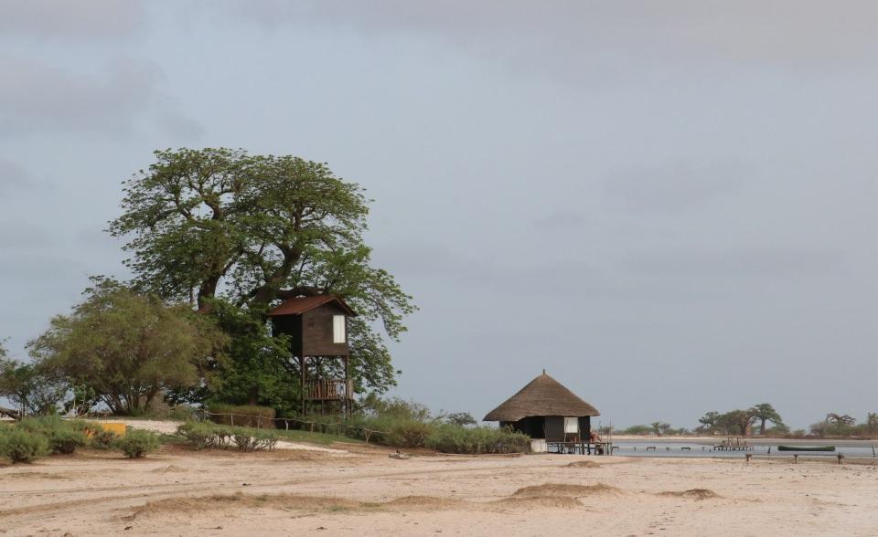 <p>Senegal’de Sine ve Saloum nehirlerinin birleşerek Atlas Okyanusu’na aktığı nehir yatağı üzerinde oluşan Saloum Deltası, doğal güzellikleriyle ziyaretçilerini büyülüyor.</p>
