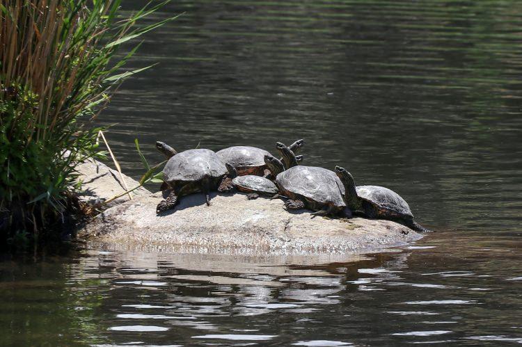 <p>Ağrı Dağı Milli Parkı'nda sürdürülen çalışmalarda tespit edilen kaplumbağa türünün Hazer Çizgili Kaplumbağası olduğu belirlendi. </p>
