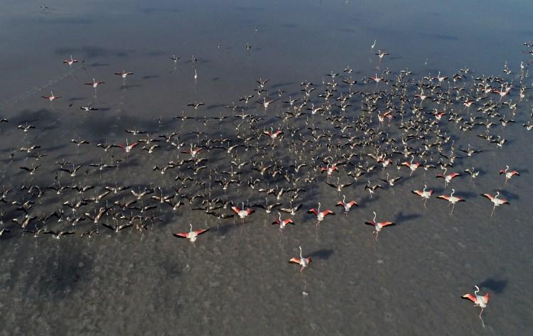 <p>Yumurtadan çıkan flamingo yavruları uçmayı öğrenene kadar Tuz Gölü’nde misafir oluyor. Sağlıklı bir şekilde gelişimlerini tamamlayan flamingolar, yuvalarını sonbaharda terk ediyor.</p>
