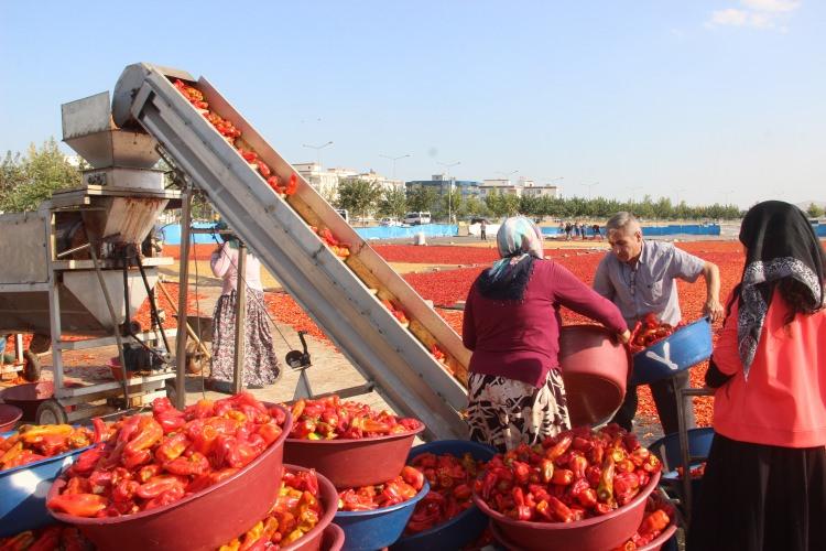 <p>“Mecburen sıcağa ve acıya katlanmak zorundayız" <br />
İklim koşulları ve çiftçilerin masrafları artığından dolayı isotta bu yıl rekoltede düşüş olduğunu belirten Şanlıurfa İsot Üreticileri Kooperatif Başkanı Murat Mermer, “Şanlıurfa’da isot serüveni başladı.</p>
